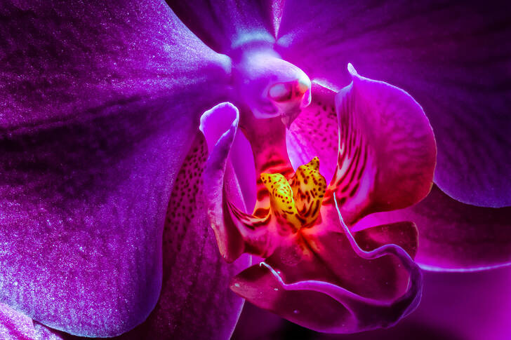 Macro photo of an orchid