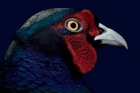 Pheasant portrait