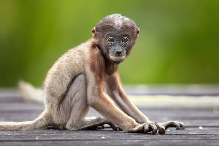 Bebê macaco probóscide