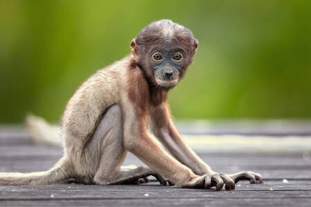 Μωρό μαϊμού προβοσκίδας