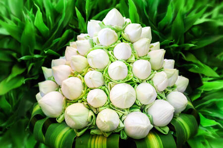 White lotuses