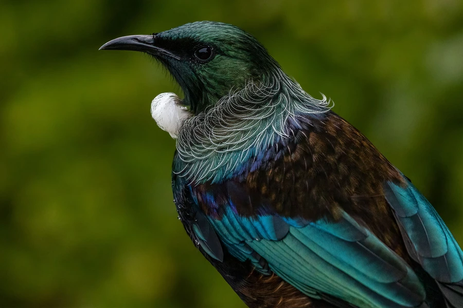 Portret nowozelandzkiego tūī