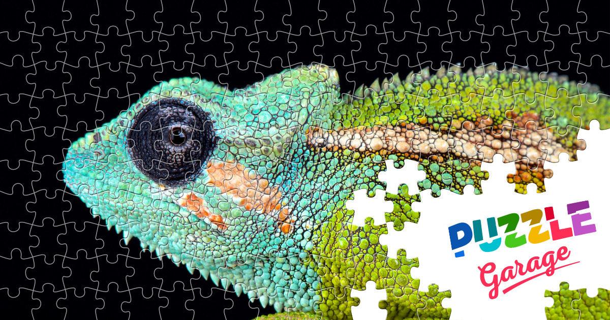 Chameleon From Mount Hanang Jigsaw Puzzle (Animals, Reptiles) | Puzzle ...