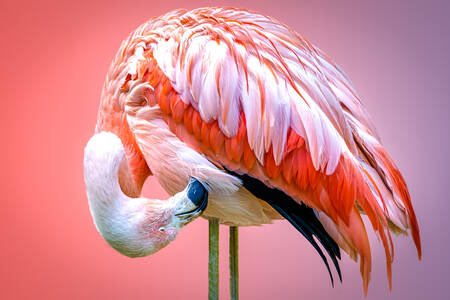 Pink flamingo portrait