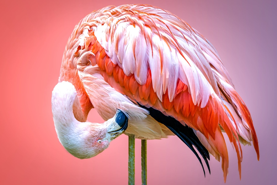 Roze flamingoportret