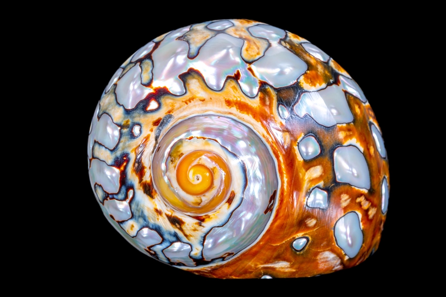 Раковина морской улитки