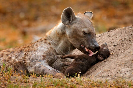 Hyena med unge