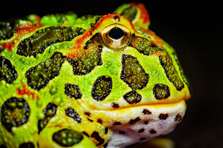 Argentínska rohatá žaba