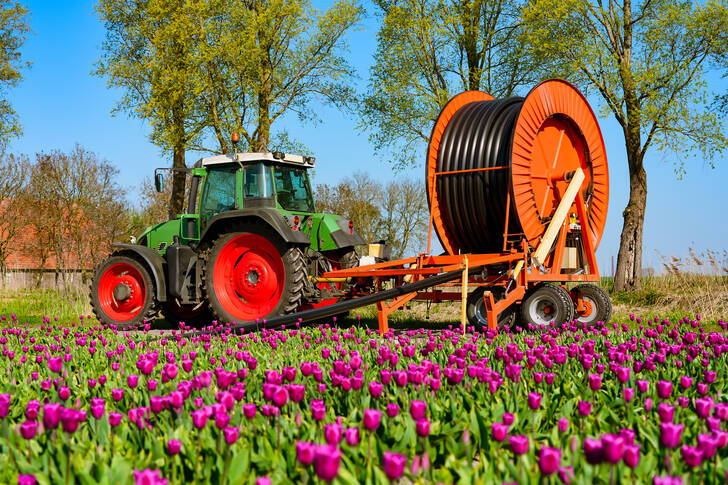 Tractor en un campo de tulipanes