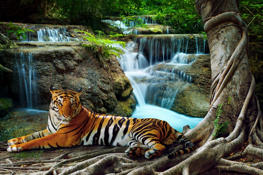Indochinese tijger