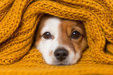 Puppy under a yellow blanket