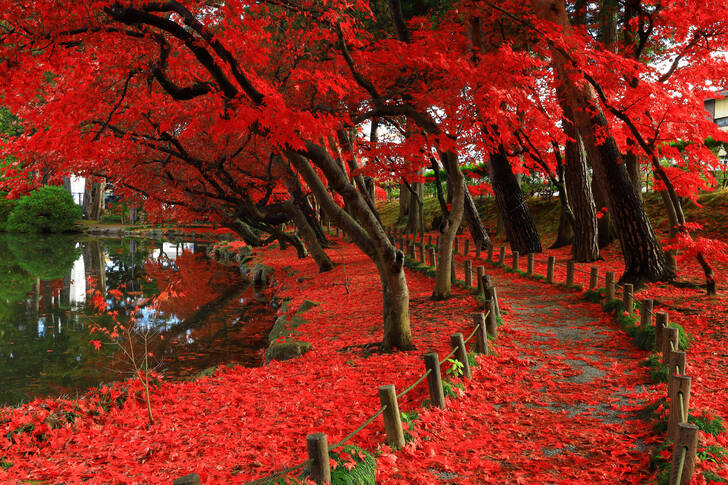 Träd med röda löv