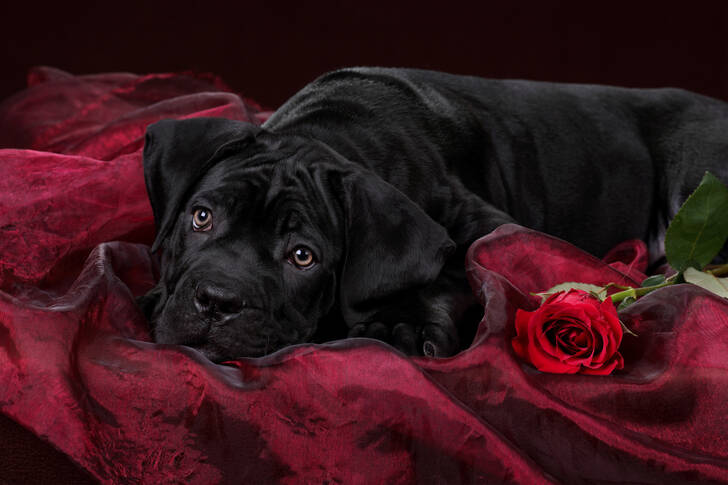 Κουτάβι με ένα κόκκινο τριαντάφυλλο