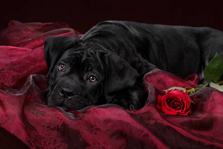 Cucciolo con una rosa rossa