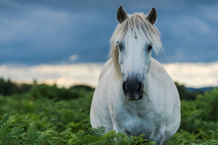 Biały koń na polu