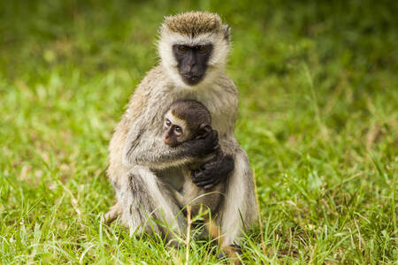 Scimmia con i suoi bambini
