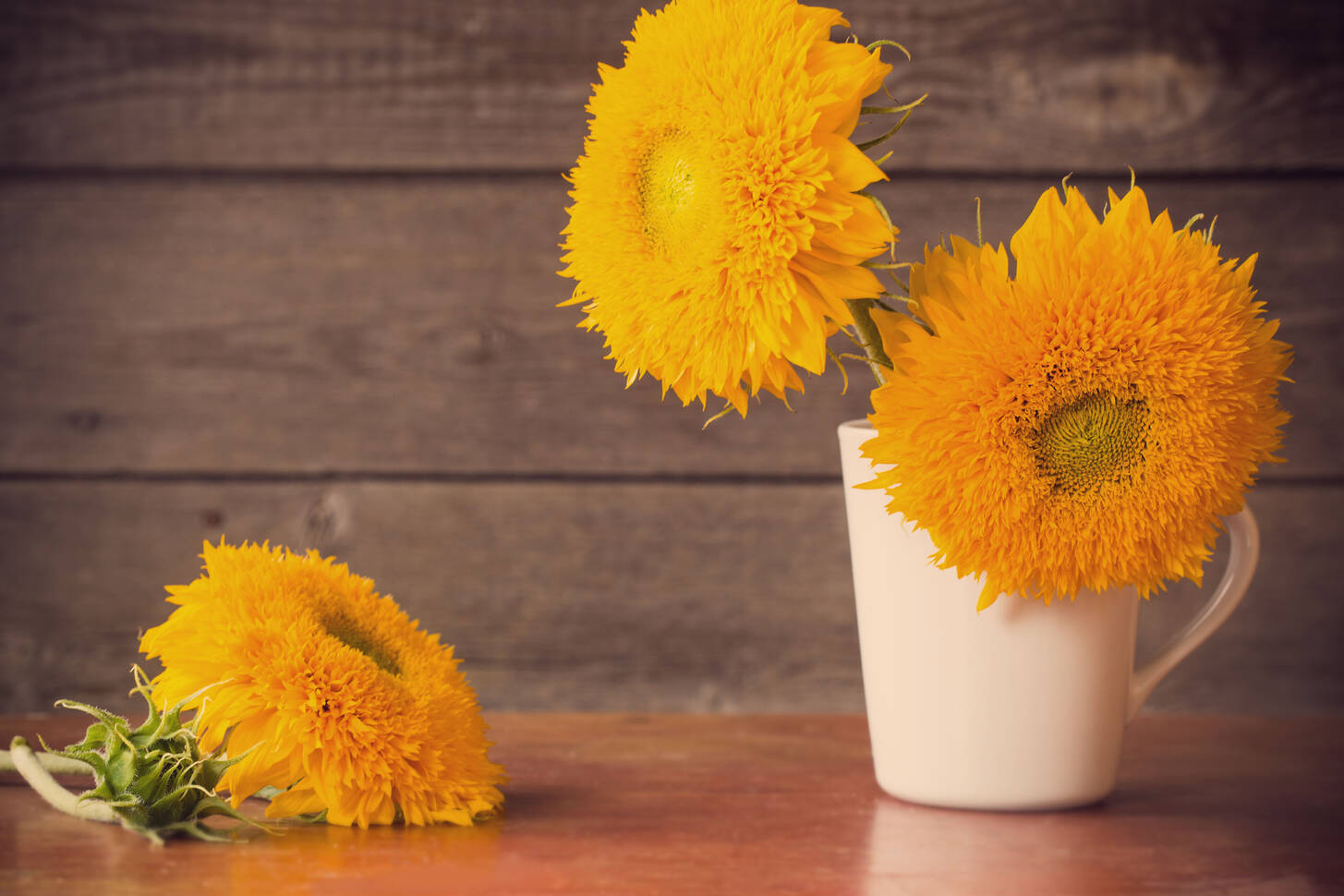 Sunflowers on wooden background Jigsaw Puzzle (Plants, Flowers ...