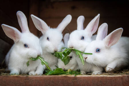 Conejos blancos