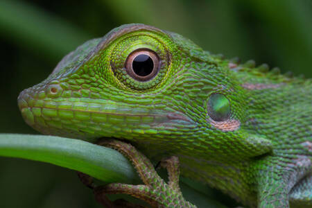 Borneo calot close up
