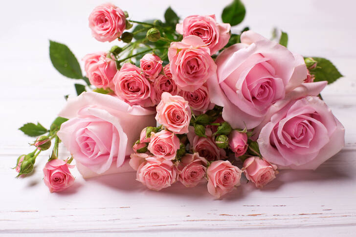 Rosas cor-de-rosa sobre um fundo branco