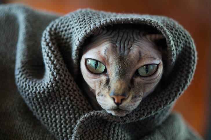 Chat sphynx dans une couverture