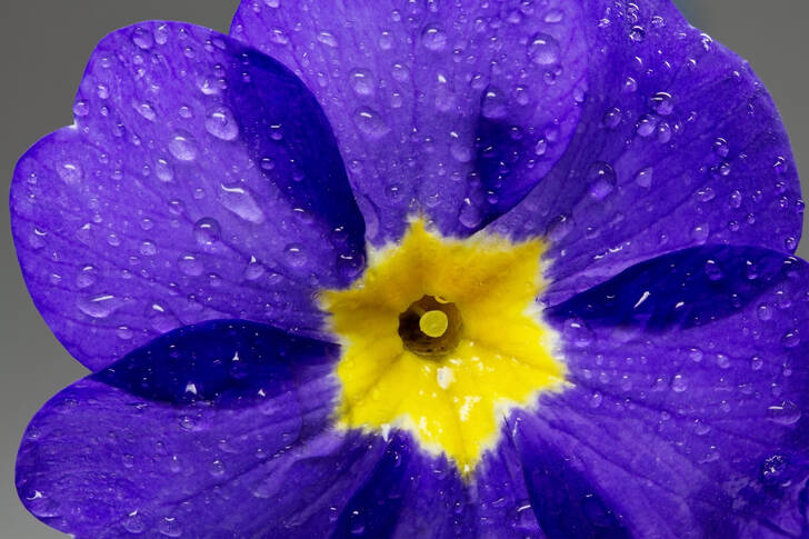 Macro photo of a primrose