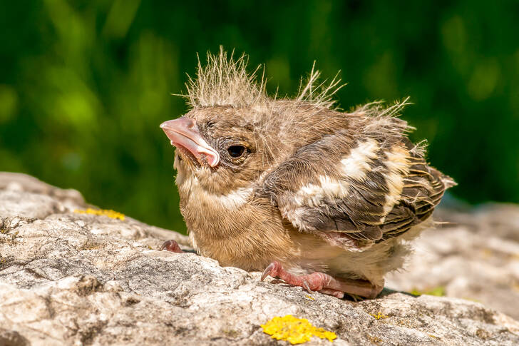 Blackbird chick