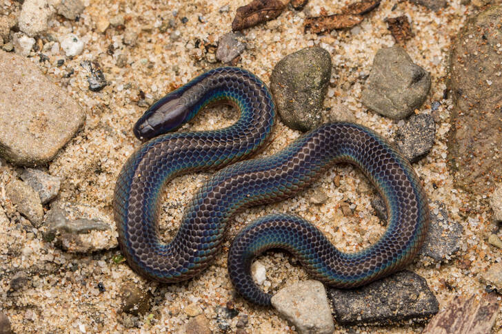 Cantor's reed snake