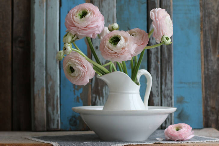 Rosa Ranunkeln in einer Vase