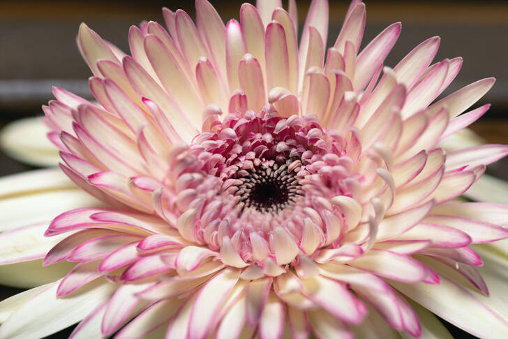 Gerbera roz deschis