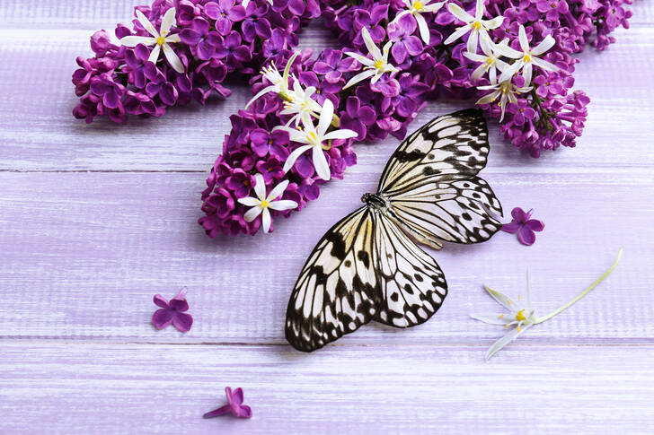 Butterfly and lilac