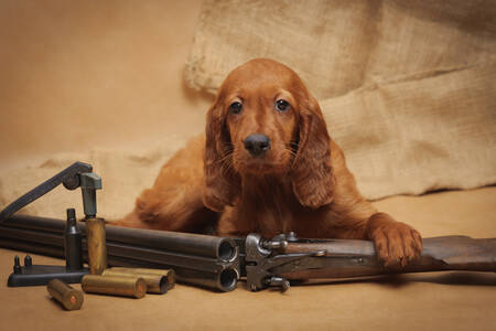 子犬と猟銃