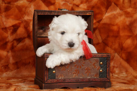 Anak anjing West Highland White Terrier