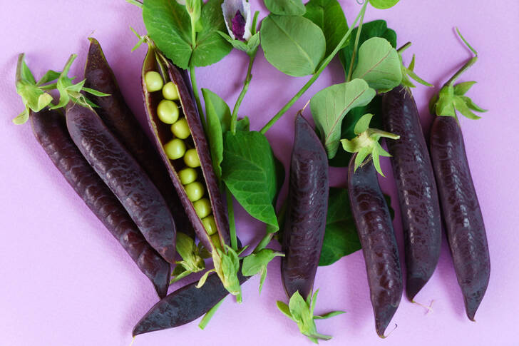 Purple Peas