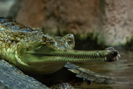 Gavial krokodille