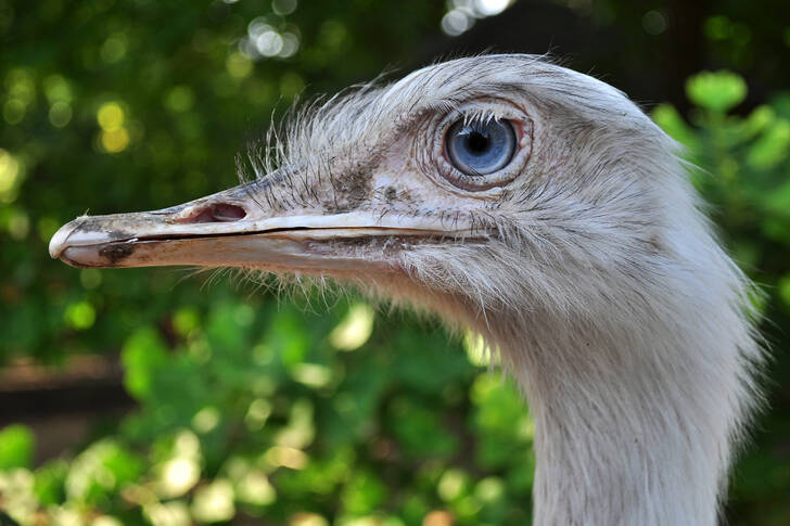 Portrait of a common ostrich