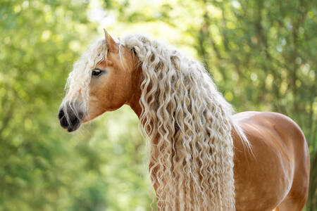 Haflinger konj