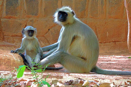 Mor og baby grå langur