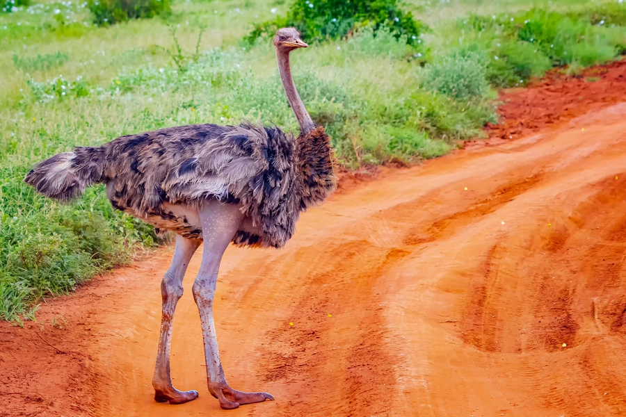 Avestruz em uma estrada de terra