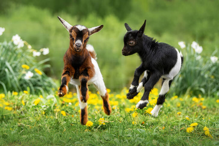 Baby goats on the field
