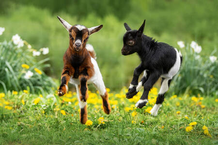 Anak kambing di ladang