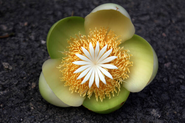 Flower on the ground