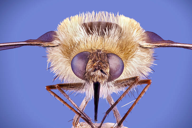 Moucha na modrém pozadí