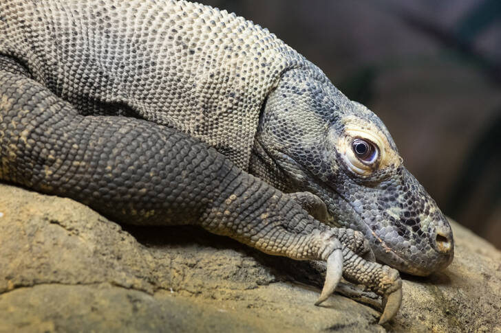 바위 위의 코모도 드래곤