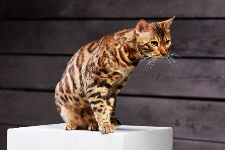 Genç bir Bengal kedisi