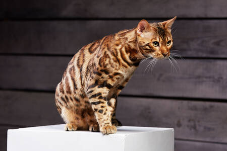 Молодий бенгальський кіт