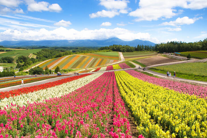 الحقول المزهرة في شيكيساي-نو-أوكا