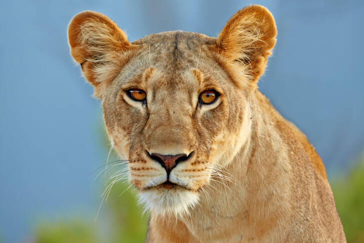 Portrait of a lioness