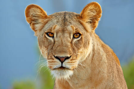 Portrait of a lioness