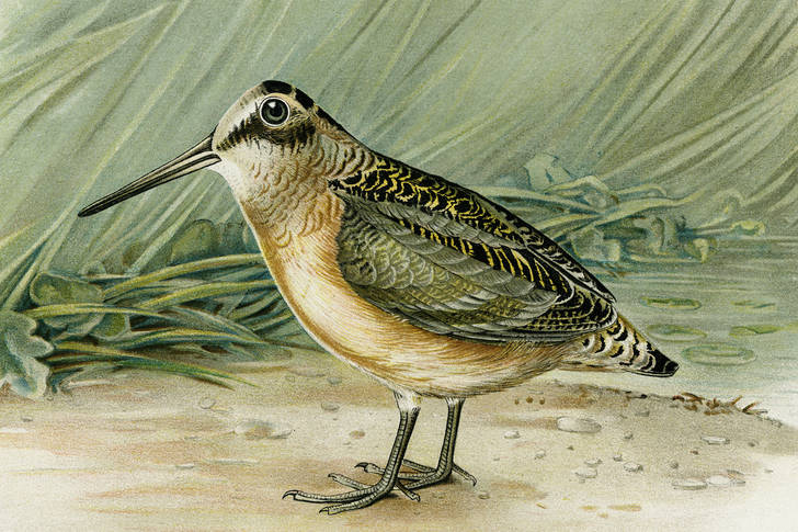 Woodcock bird illustration